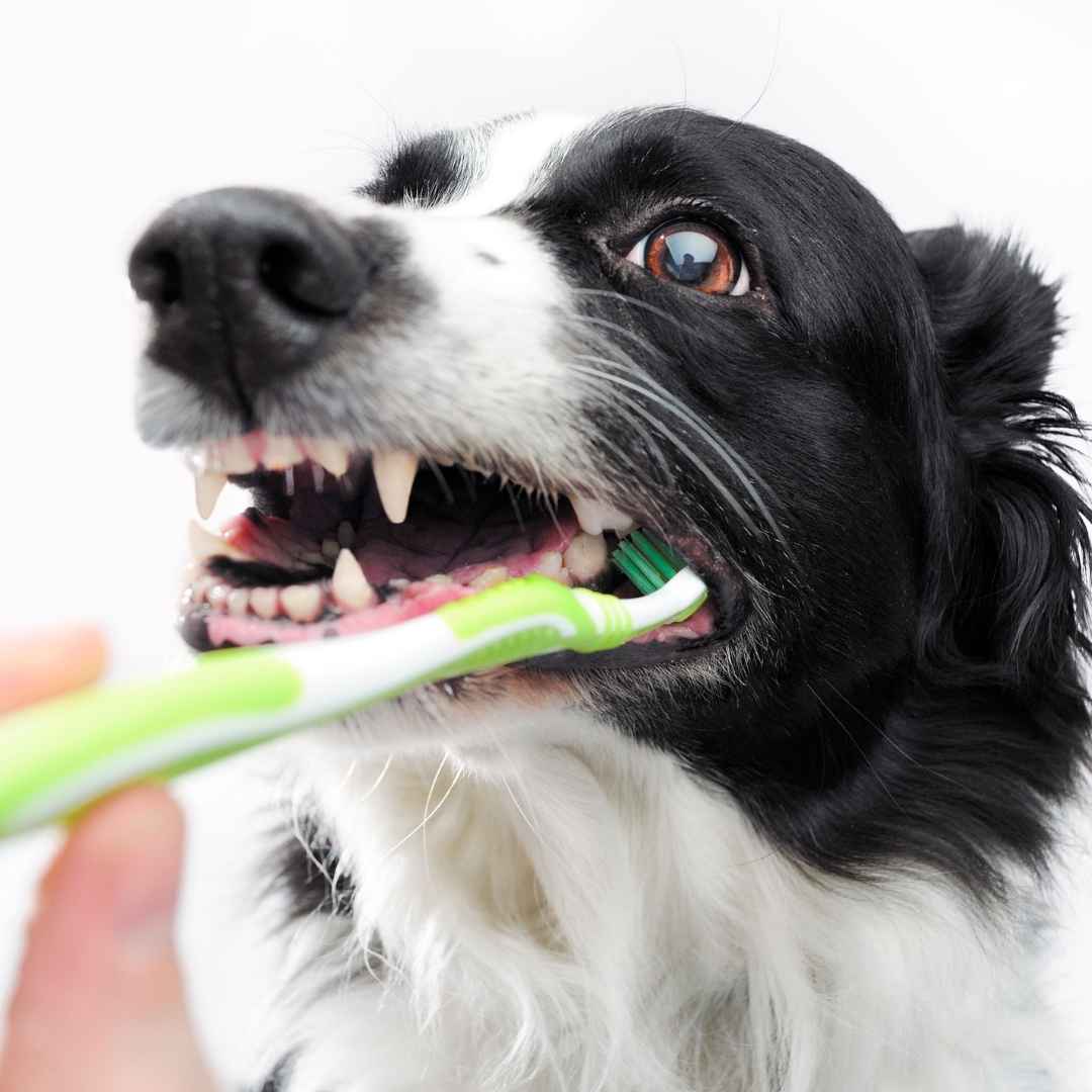 Гігієна ротової порожнини